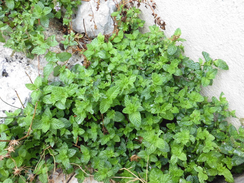 Menta piperita (Mentha piperita)