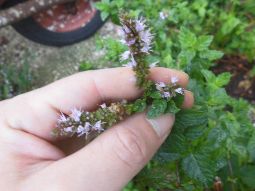 Menta piperita (Mentha piperita)