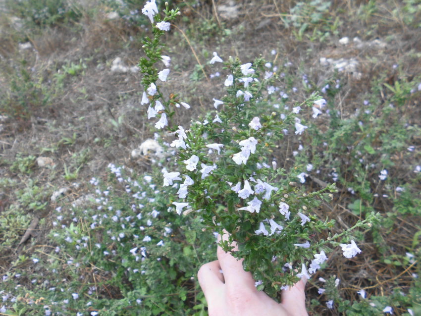 Mentuccia (Calamintha nepeta)