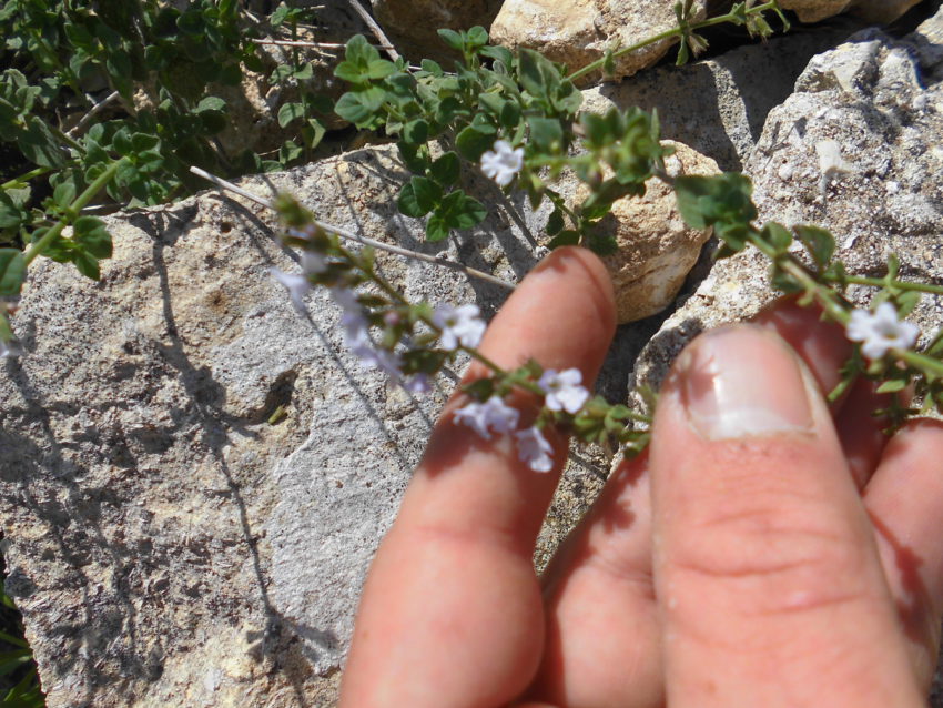 Mentuccia (Calamintha nepeta)