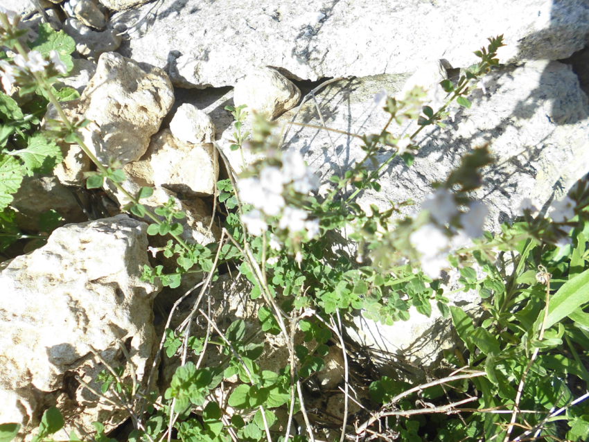 Mentuccia (Calamintha nepeta)