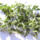 Mentuccia (Calamintha nepeta)