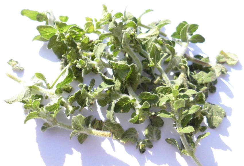 Mentuccia (Calamintha nepeta)