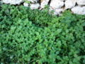Ortica (Urtica Dioica) piante selvatiche