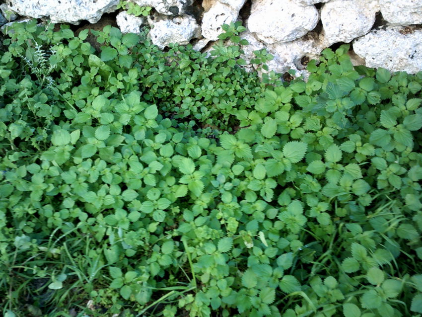 Ortica (Urtica dioica)