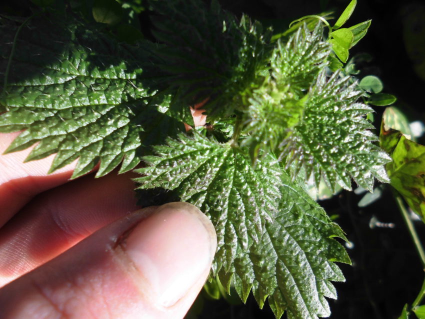 Ortica (Urtica dioica)