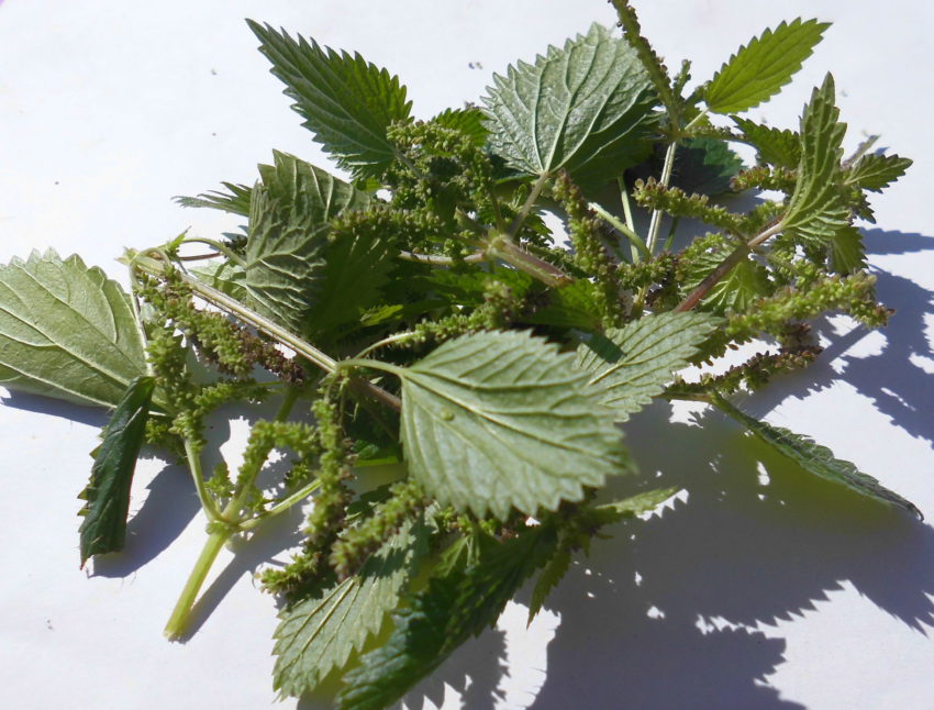 Ortica (Urtica dioica)