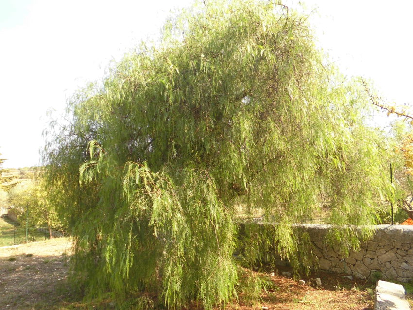 Pepe rosa (Schinus molle)