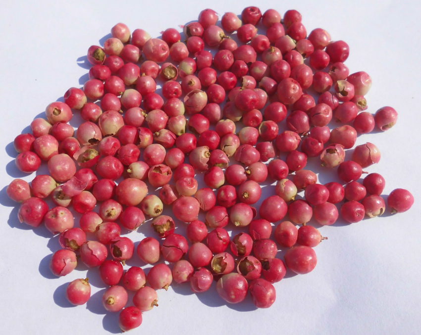 Pepe rosa (Schinus molle)