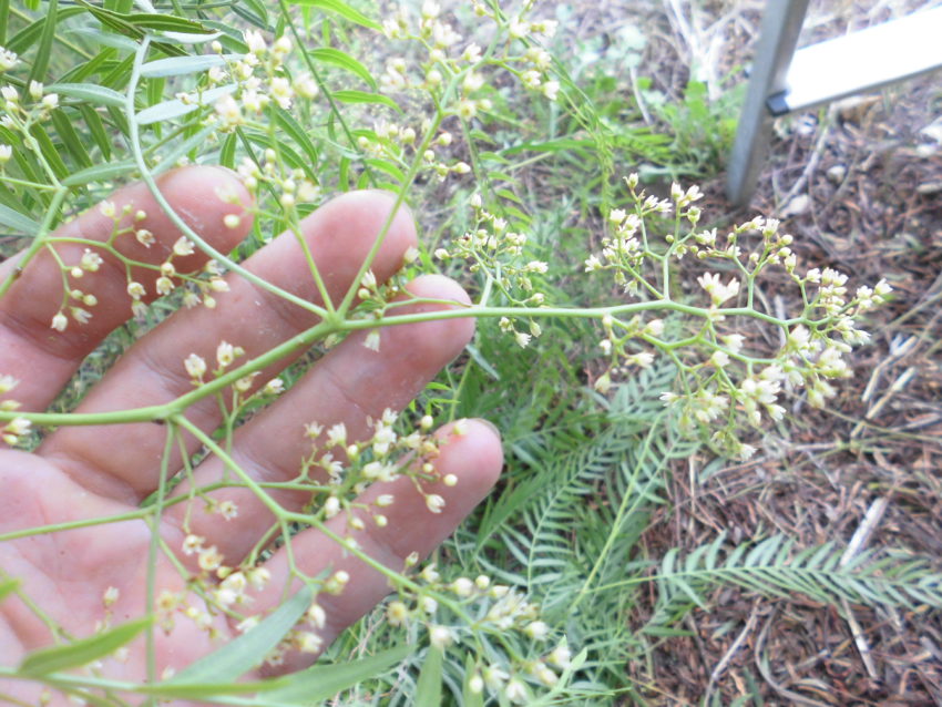 Pepe rosa (Schinus molle)