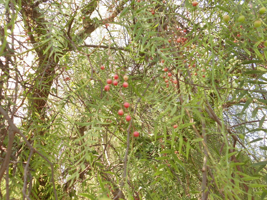 Pepe rosa (Schinus molle)