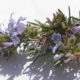 Rosmarino (Salvia rosmarinus syn. Rosmarinus officinalis)