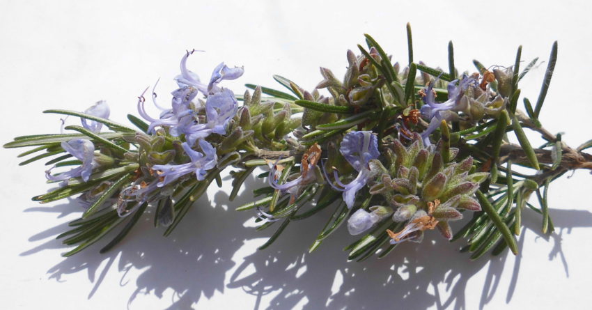Rosmarino (Salvia rosmarinus syn. Rosmarinus officinalis)