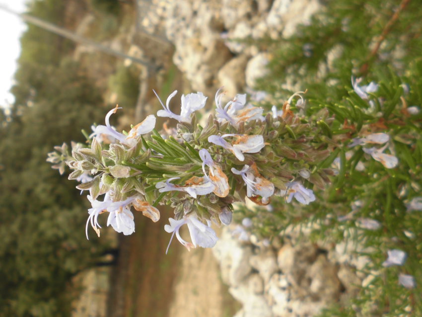 Rosmarino (Salvia rosmarinus syn. Rosmarinus officinalis)