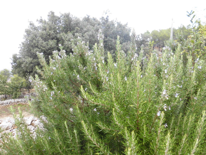 Rosmarino (Salvia rosmarinus syn. Rosmarinus officinalis)