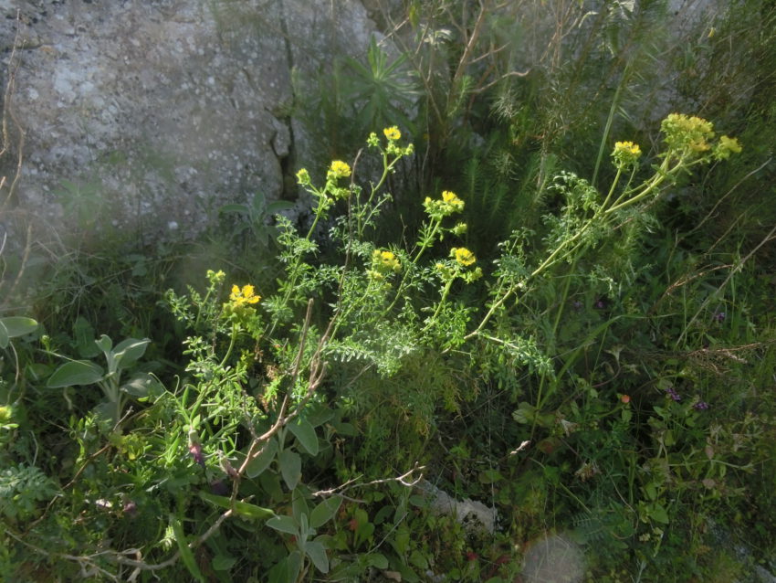 Ruta selvatica (Ruta graveolens)