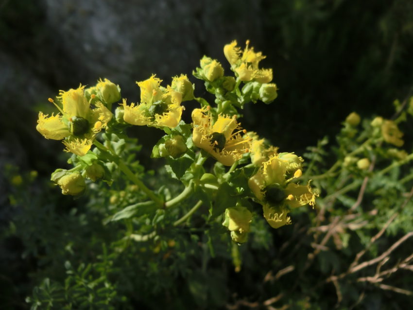 Ruta selvatica (Ruta graveolens)