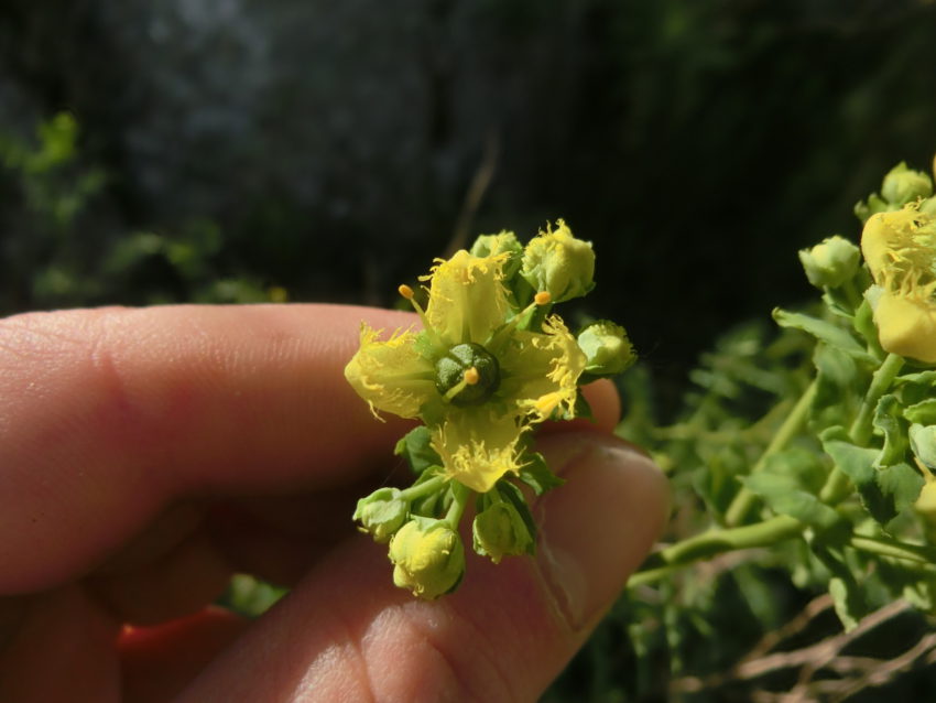 Ruta selvatica (Ruta graveolens)