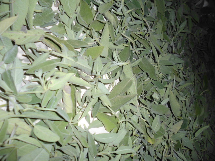 Salvia (Salvia officinalis)