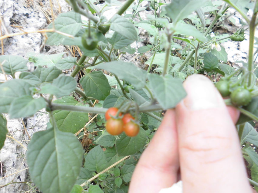 Morella comune (Solanum nigrum)