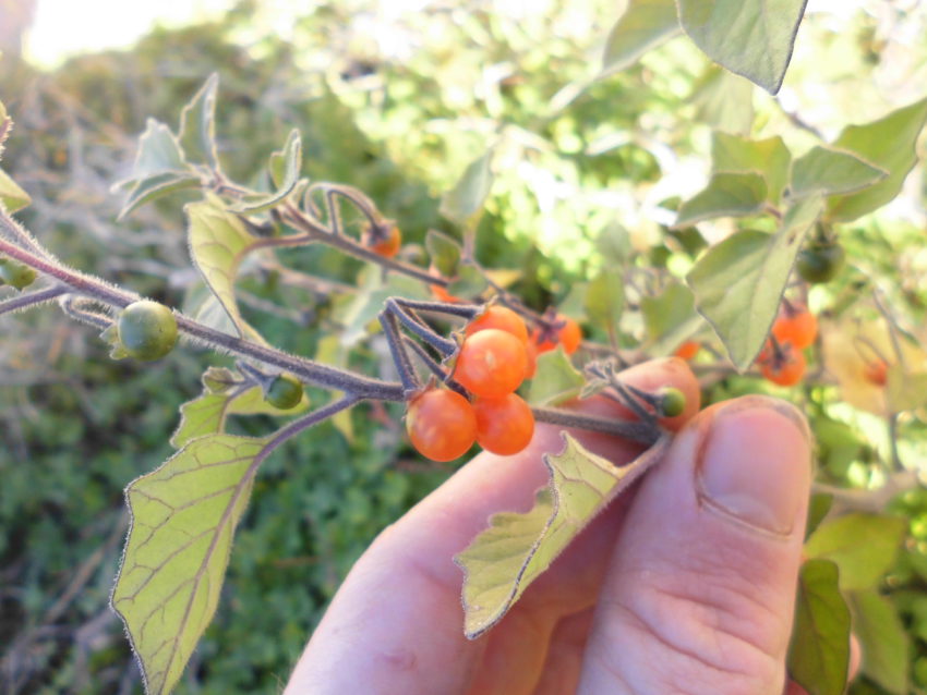 Morella comune (Solanum nigrum)