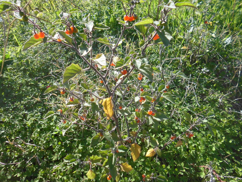 Morella comune (Solanum nigrum)