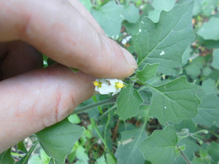 Morella comune (Solanum nigrum)