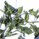 Morella comune (Solanum nigrum)