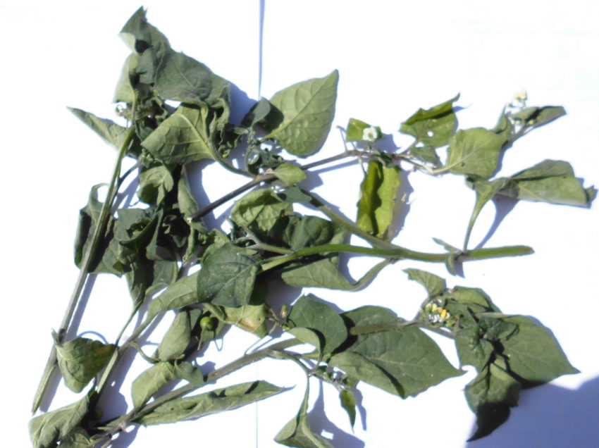 Morella comune (Solanum nigrum)