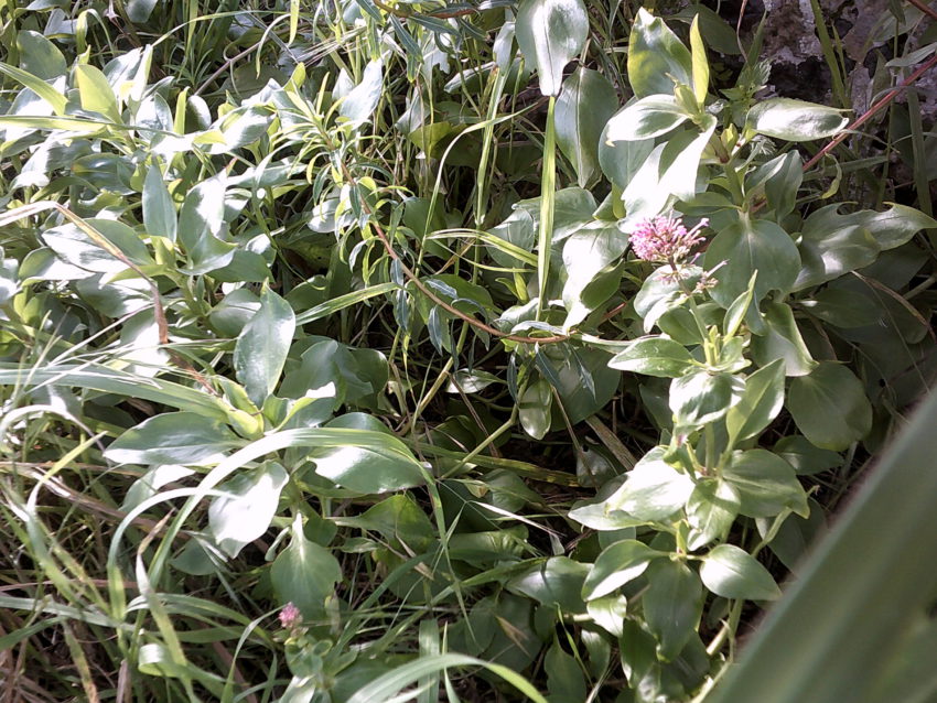 Valeriana rossa (Centranthus ruber)