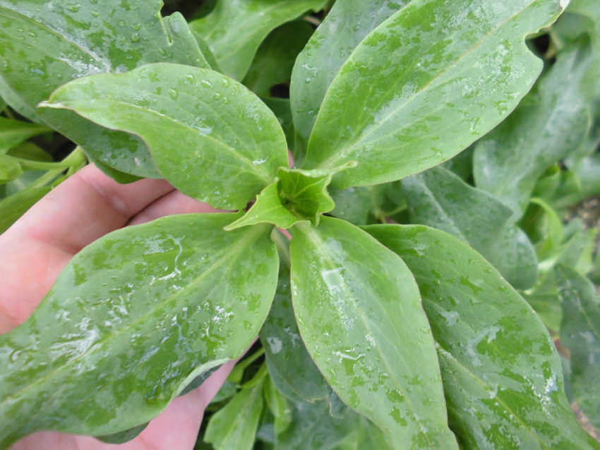 Valeriana rossa (Centranthus ruber)