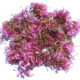 Valeriana rossa (Centranthus ruber)