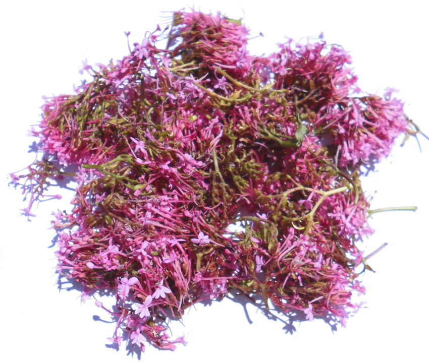 Valeriana rossa (Centranthus ruber)
