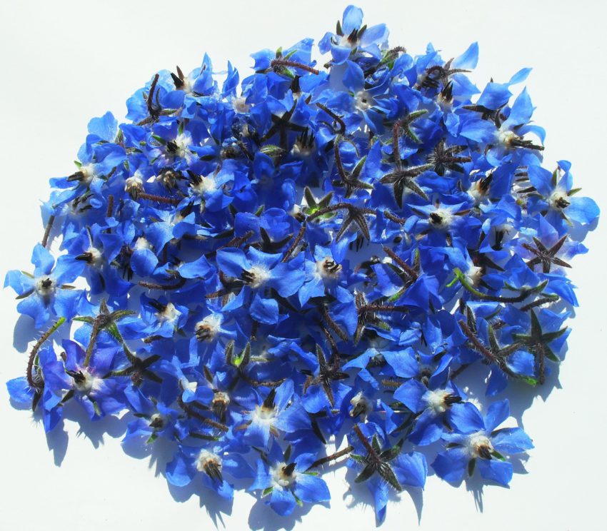 Borragine (Borrago officinalis)