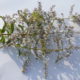 Lemon verbena (Aloysia citriodora)