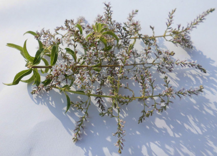 Lemon verbena (Aloysia citriodora)