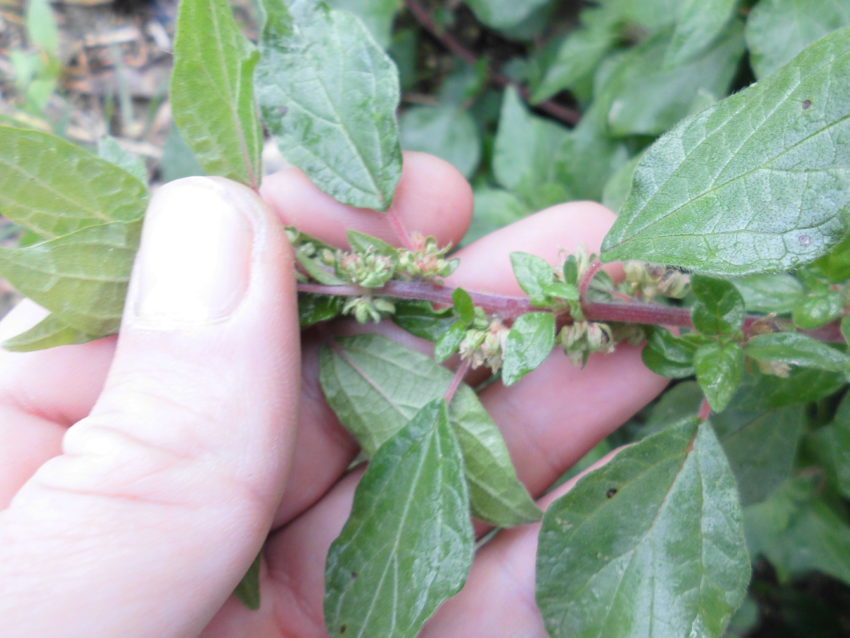 Parietaria (Parietaria officinalis)