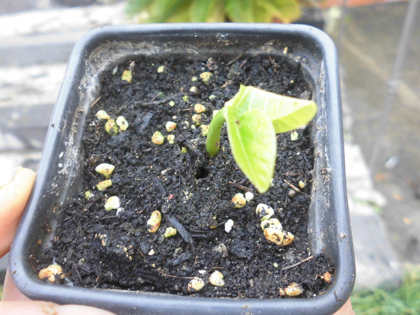 Mulungu (Erythrina verna e velutina)