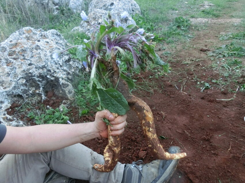 Mandragora (Mandragora autumnalis)