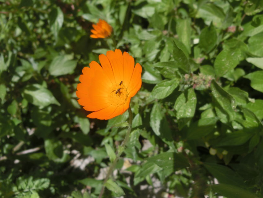 Calendula selvatica (Calendula suffruticosa)