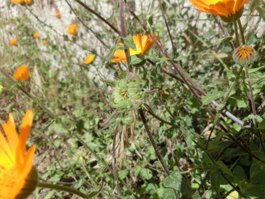 Calendula selvatica (Calendula suffruticosa)