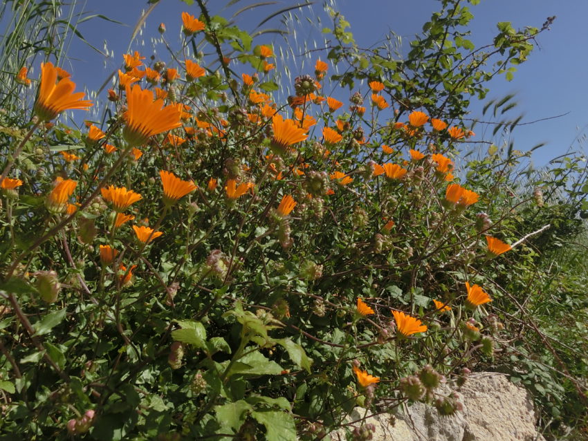 Calendula selvatica (Calendula suffruticosa)