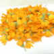 Calendula selvatica (Calendula suffruticosa)