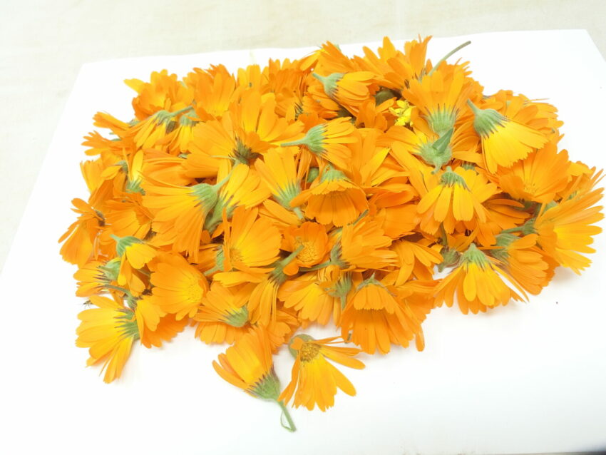 Calendula selvatica (Calendula suffruticosa)