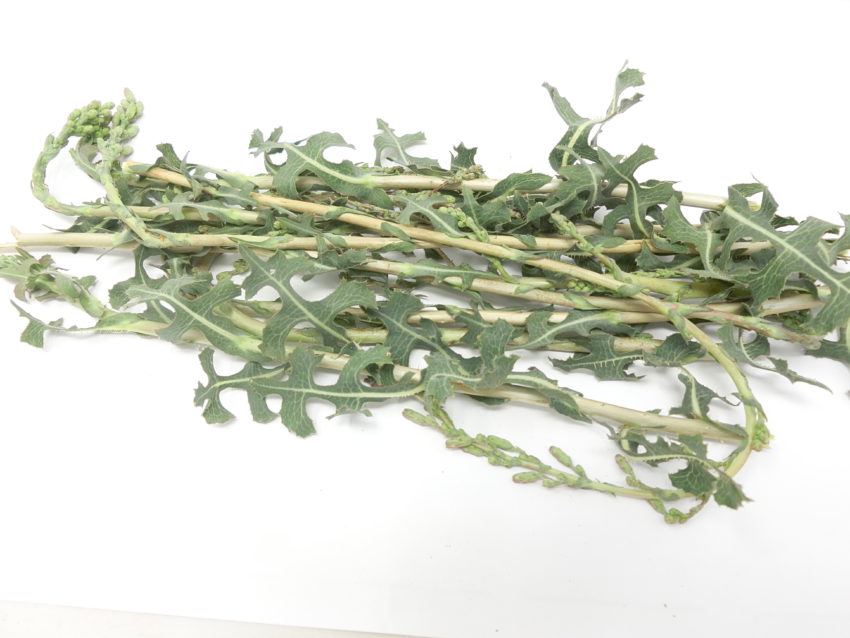 Lattuga selvatica (Lactuca serriola)