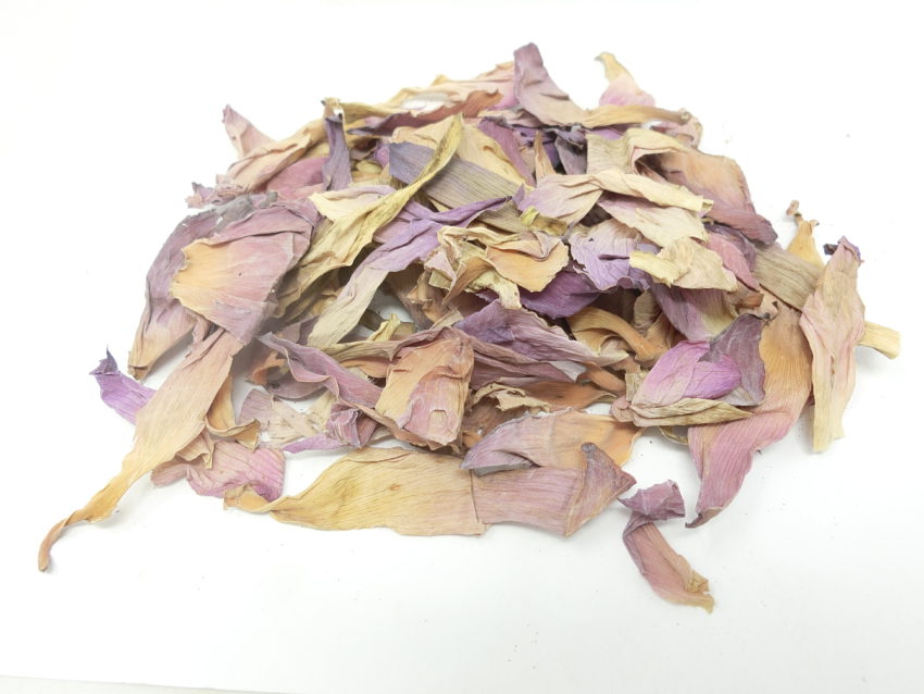 Loto rosa (Nelumbo nucifera)