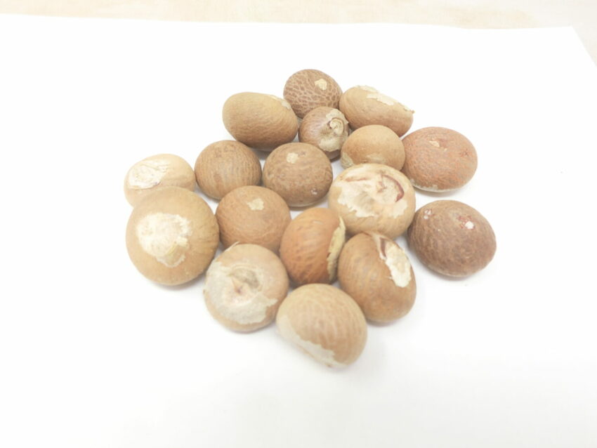 Noce di betel (Areca catechu)