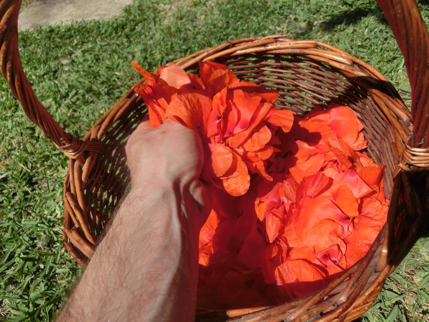 Papavero selvatico (Papaver rhoeas)