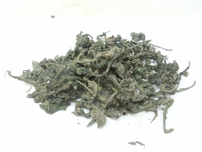 Papavero messicano (Argemone mexicana)