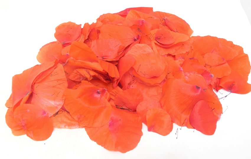 Papavero selvatico (Papaver rhoeas)